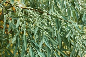 Elaeagnus angustifolia