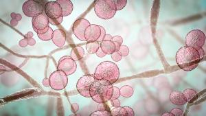 Twice weekly maintenance therapy ideal for recurrent yeast infections