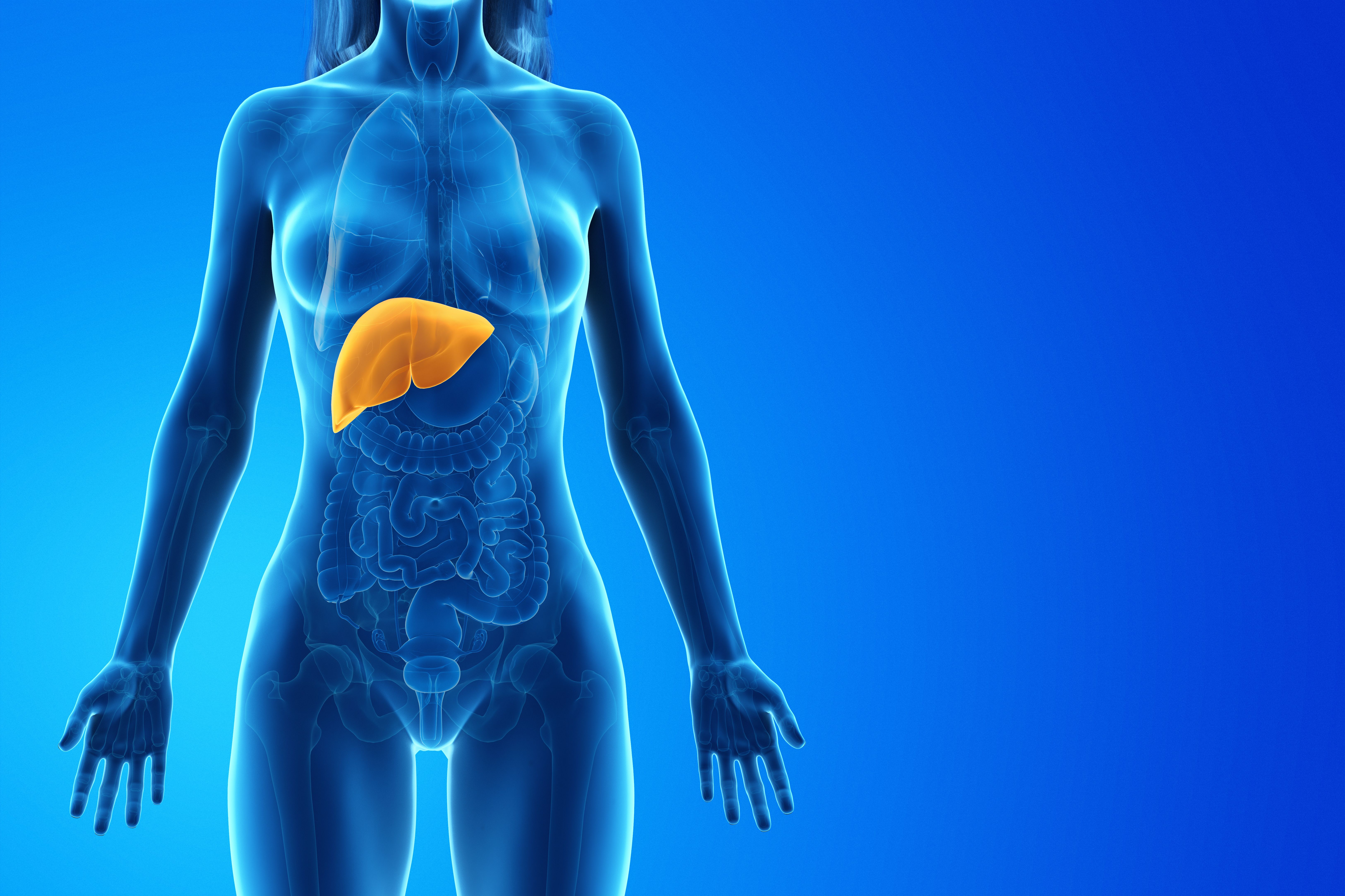 liver