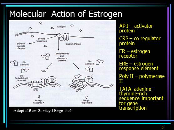 Selective Estrogen Receptor Modulators (SERMS)