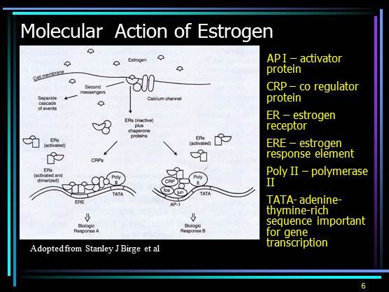 Serms Patho Selective Estrogen Receptor Modulators (SERMS)