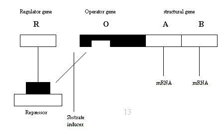 Carcinoembryonic Antigen (CEA) In Cervical Neoplasia (Review)