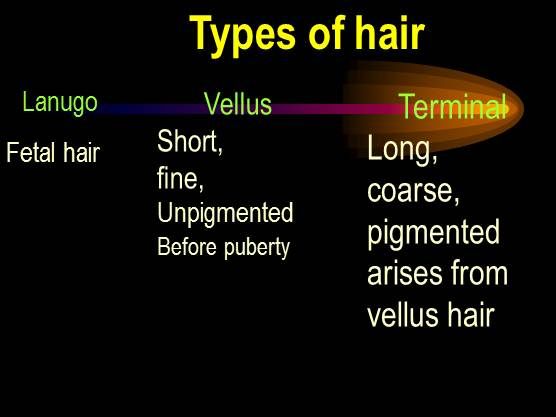 terminal hair