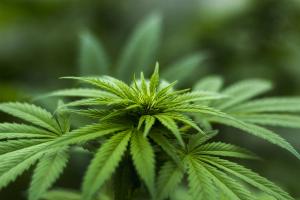 Talking to pregnant patients about cannabis use 