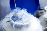 Elective egg freezing on the rise, but few patients return to use preserved oocytes | Image Credit: © Getty images