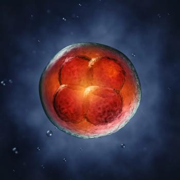 Excess embryos reduced by optimizing fresh donor oocyte use | Image Credit: © nobeastsofierce - © nobeastsofierce - stock.adobe.com.
