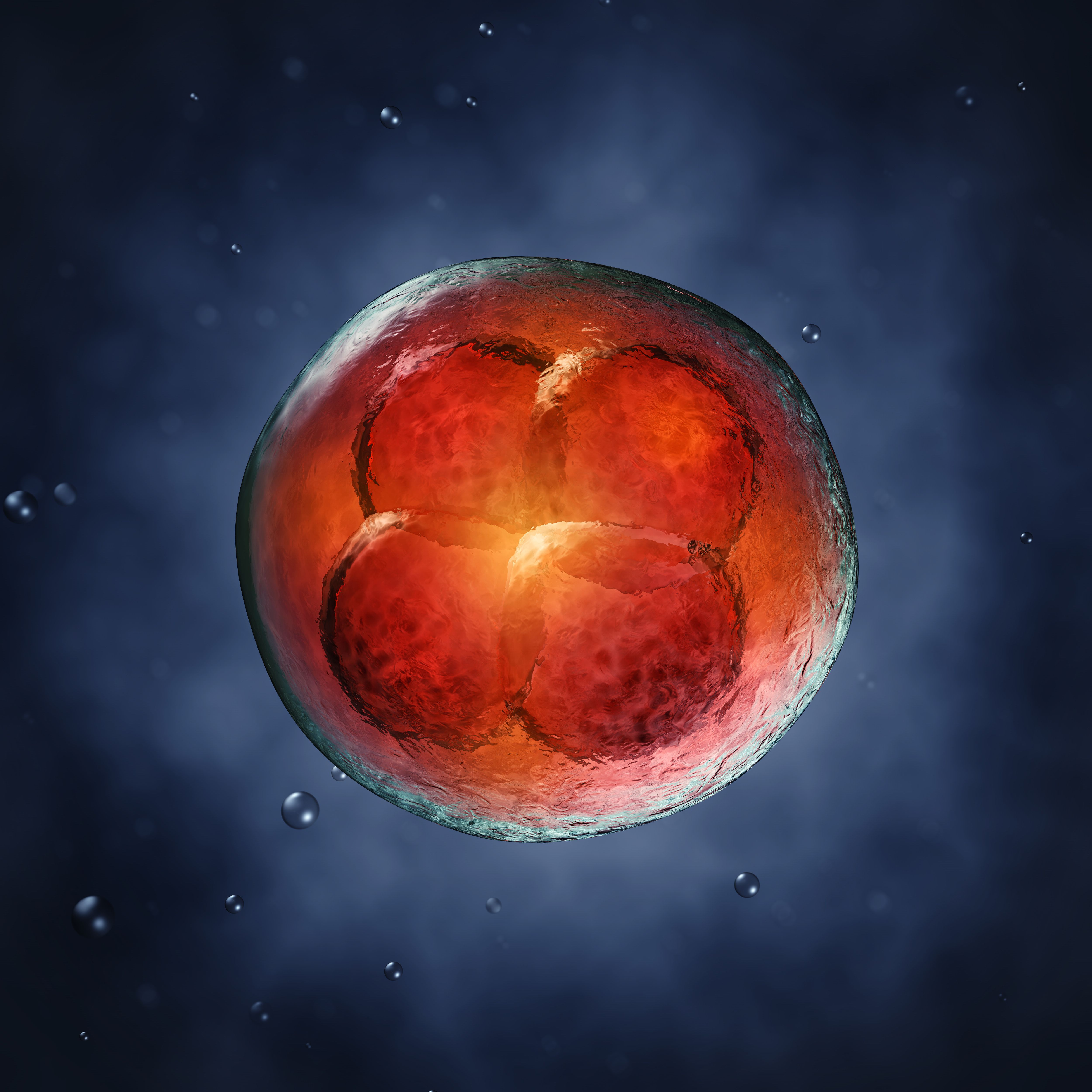 Excess embryos reduced by optimizing fresh donor oocyte use Excess embryos reduced by optimizing fresh donor oocyte use