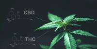 Cannabidiol and THC show synergistic anti-cancer effects in ovarian cancer cell models | Image Credit: © anankkml - stock.adobe.com.