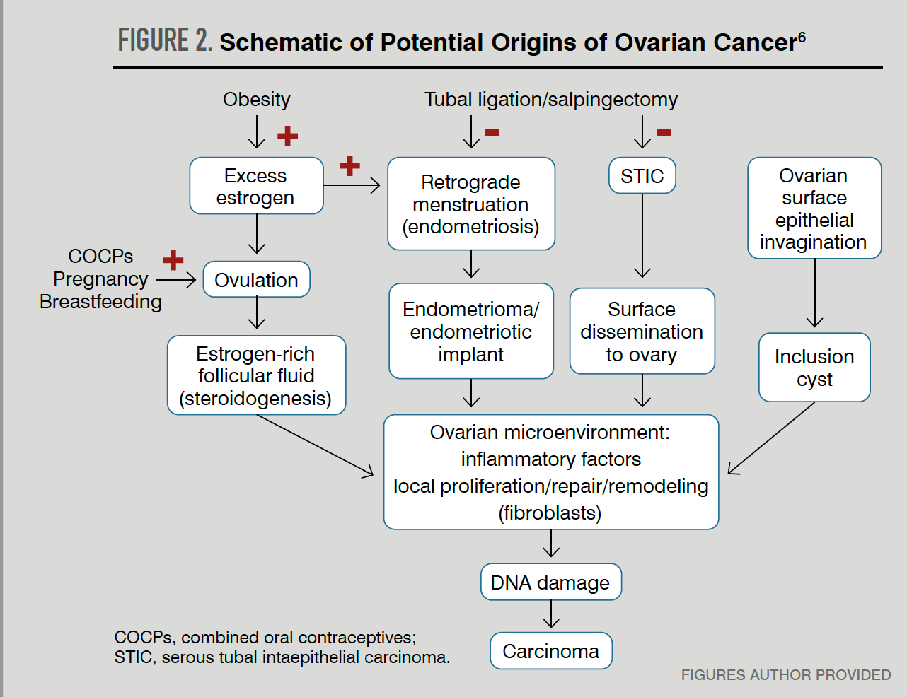 vice versa Barcelona Way Clues to the origins of ovarian cancer
