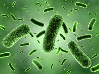 Bacteria patterns linked to fertility success in endometriosis | Image Credit: © zuki70 - © zuki70 - stock.adobe.com.