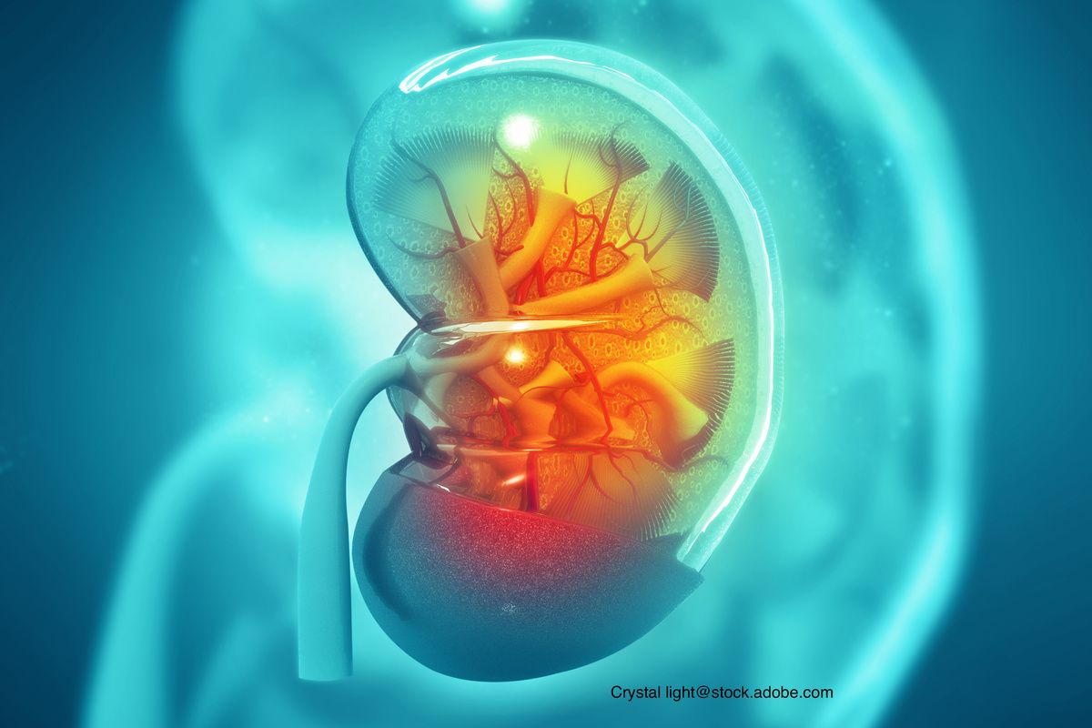kidney