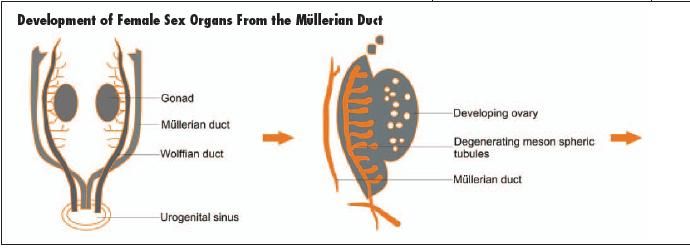 Müllerian Duct Remnant | Contemporary Pediatrics