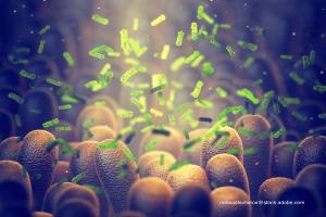 gut microbiome