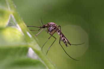 West Nile virus at 5-year high in California: Protecting children | Image Credit: © achkin - stock.adobe.com