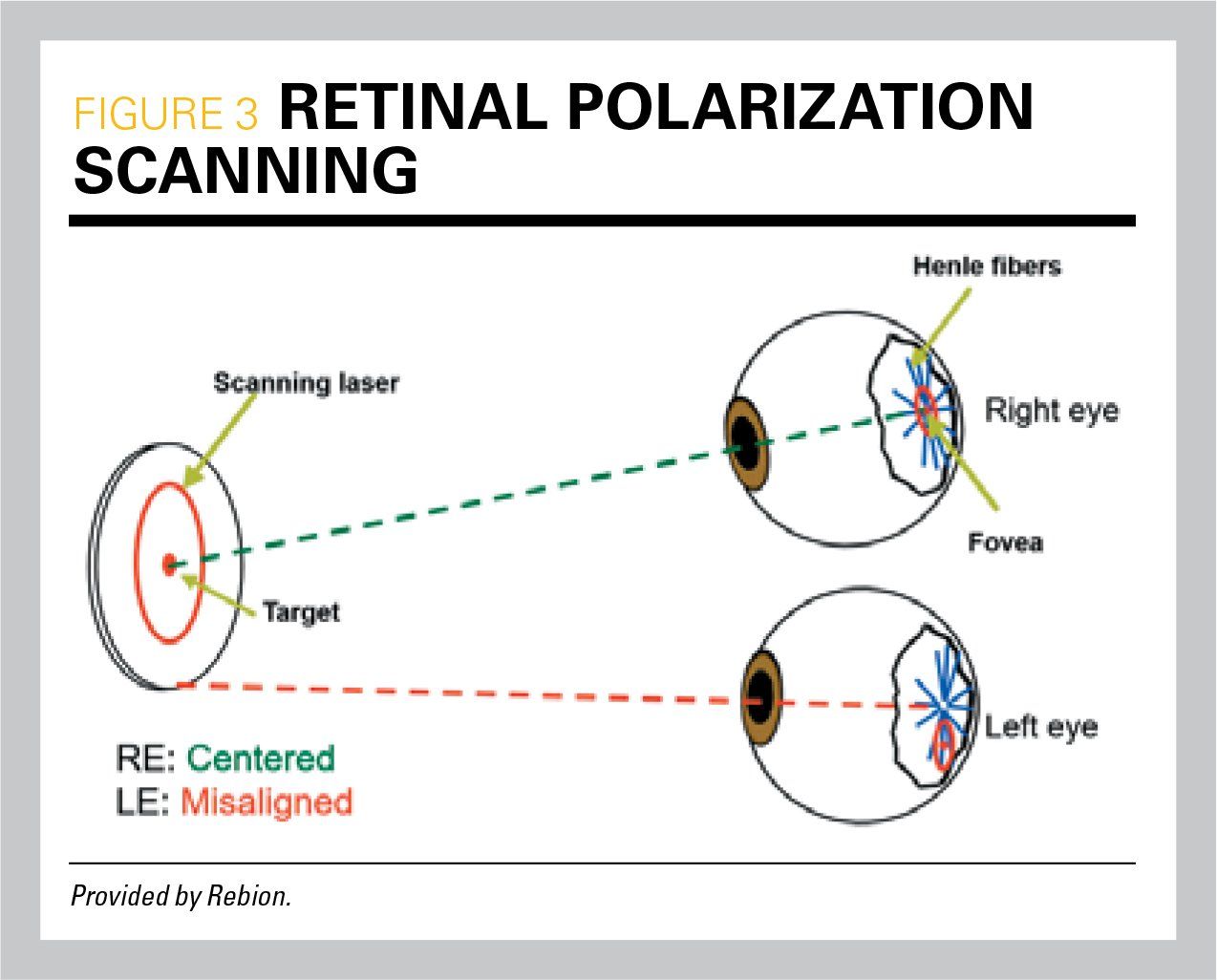 Retinal polarization