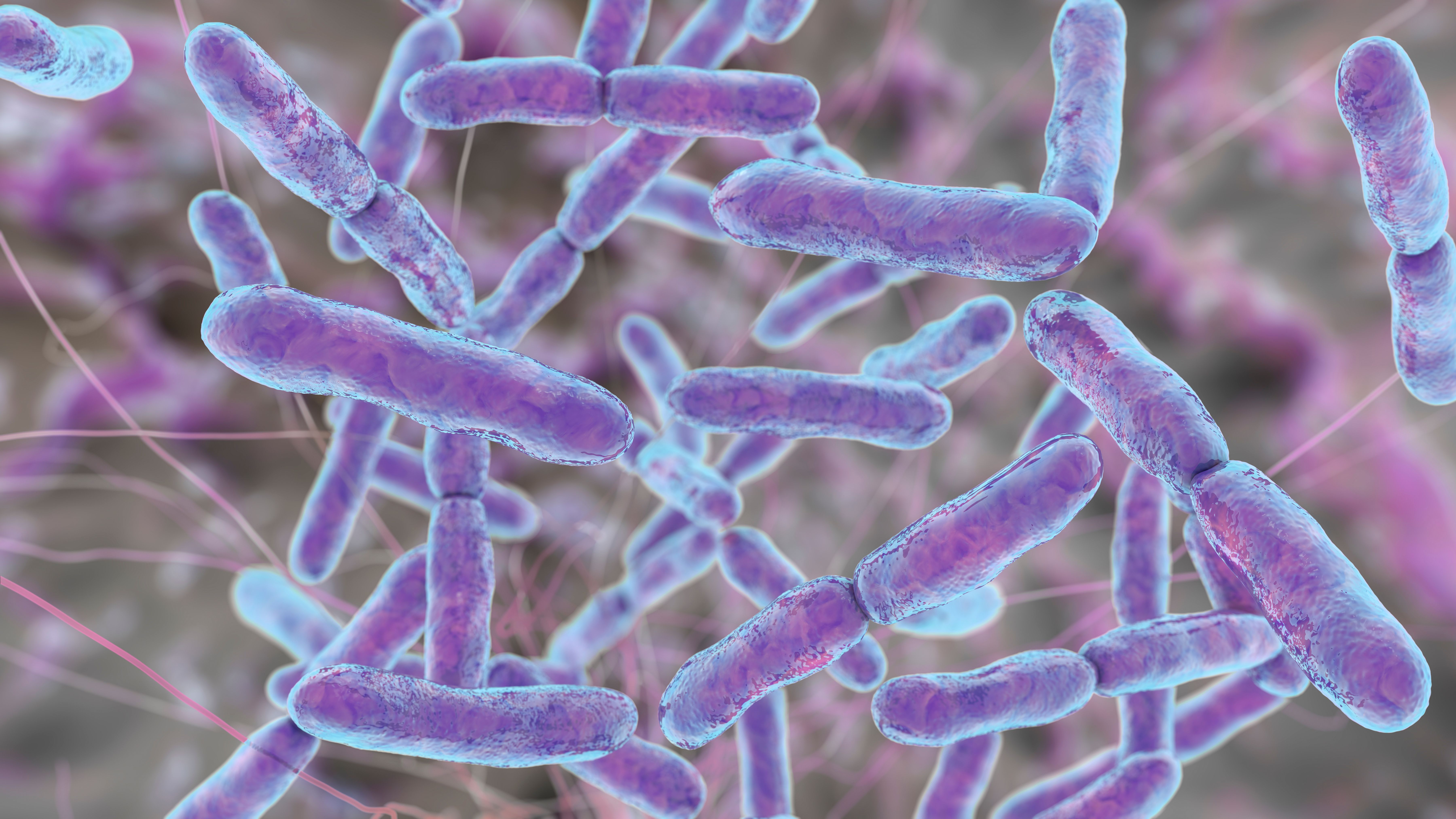 Bifidobacterium-based synbiotic shows safety and gut colonization in infants and toddlers | Image Credit: © Dr_Microbe - stock.adobe.com