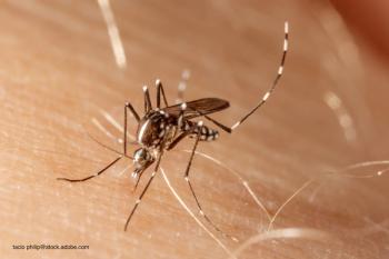 Zika mosquito