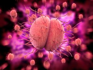 Phase 3 findings support single-dose zoliflodacin for uncomplicated gonorrhea | Image Credit: ©Giovanni Cancemi - stock.adobe.com.
