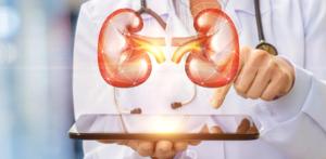 Image of kidneys.