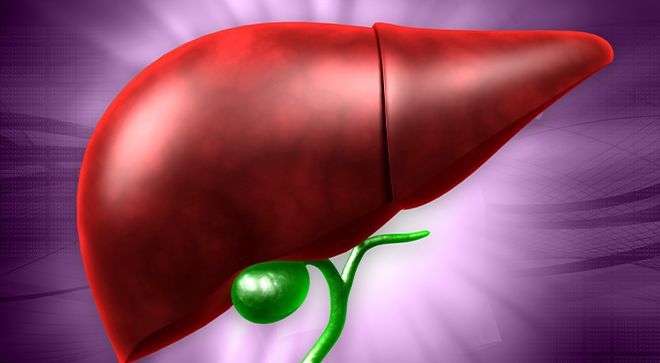 a drawing of a human liver