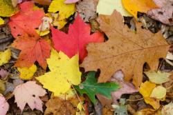 The Beauty of Autumn and Survivors