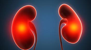 Illustration of kidneys.