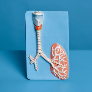 Image of lung.