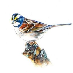 Birds make me happy!