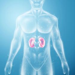 Key Immune Cells Linked to Better Kidney Cancer Outcomes 