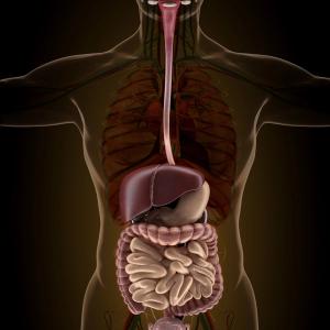 Illustration of the body.