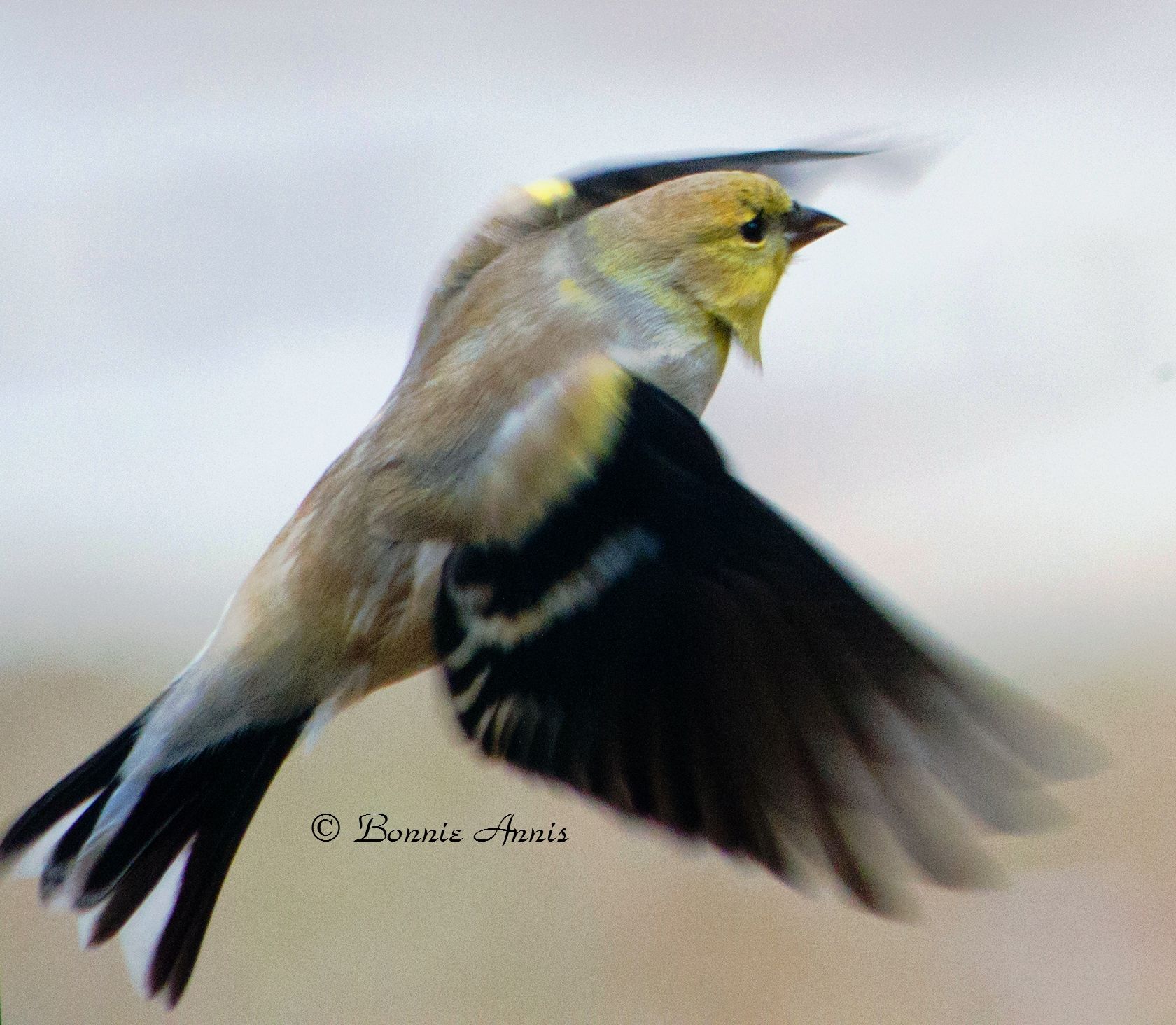 After Cancer, You Will Fly Again