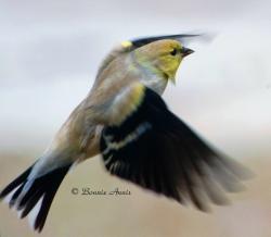 After Cancer, You Will Fly Again