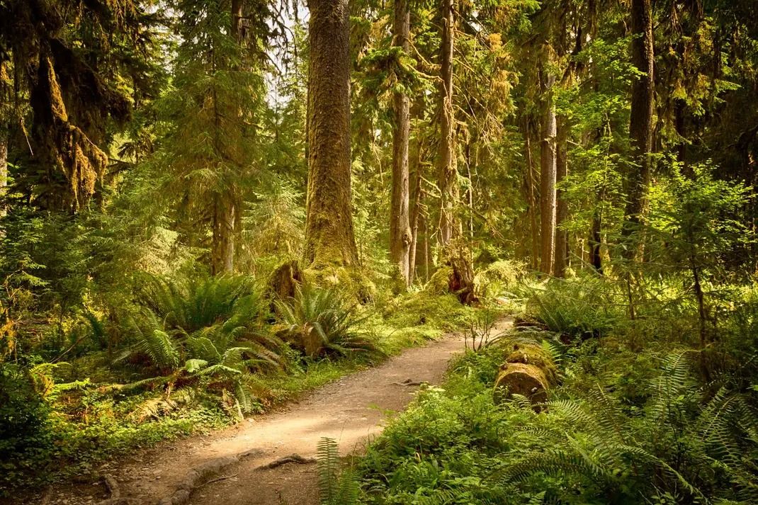 The Enchanted Forest