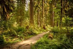 The Enchanted Forest