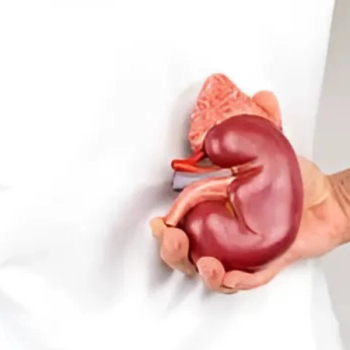 Image of Kidney.