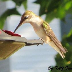 Hummingbird