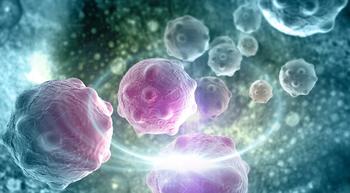 myeloma cells