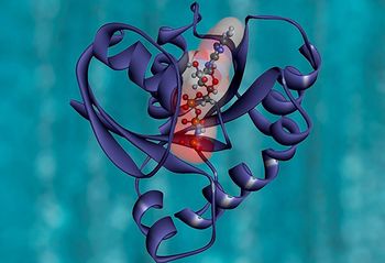 KRAS protein