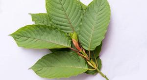 Considering Kratom as an Alternative to Opioids for Cancer-Related Pain