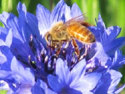 Buzzy Bee