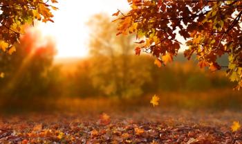 Beautiful autumn landscape with. Colorful foliage in the park. Falling leaves natural background | Image credit: © - Lilya © - stock.adobe.com. 