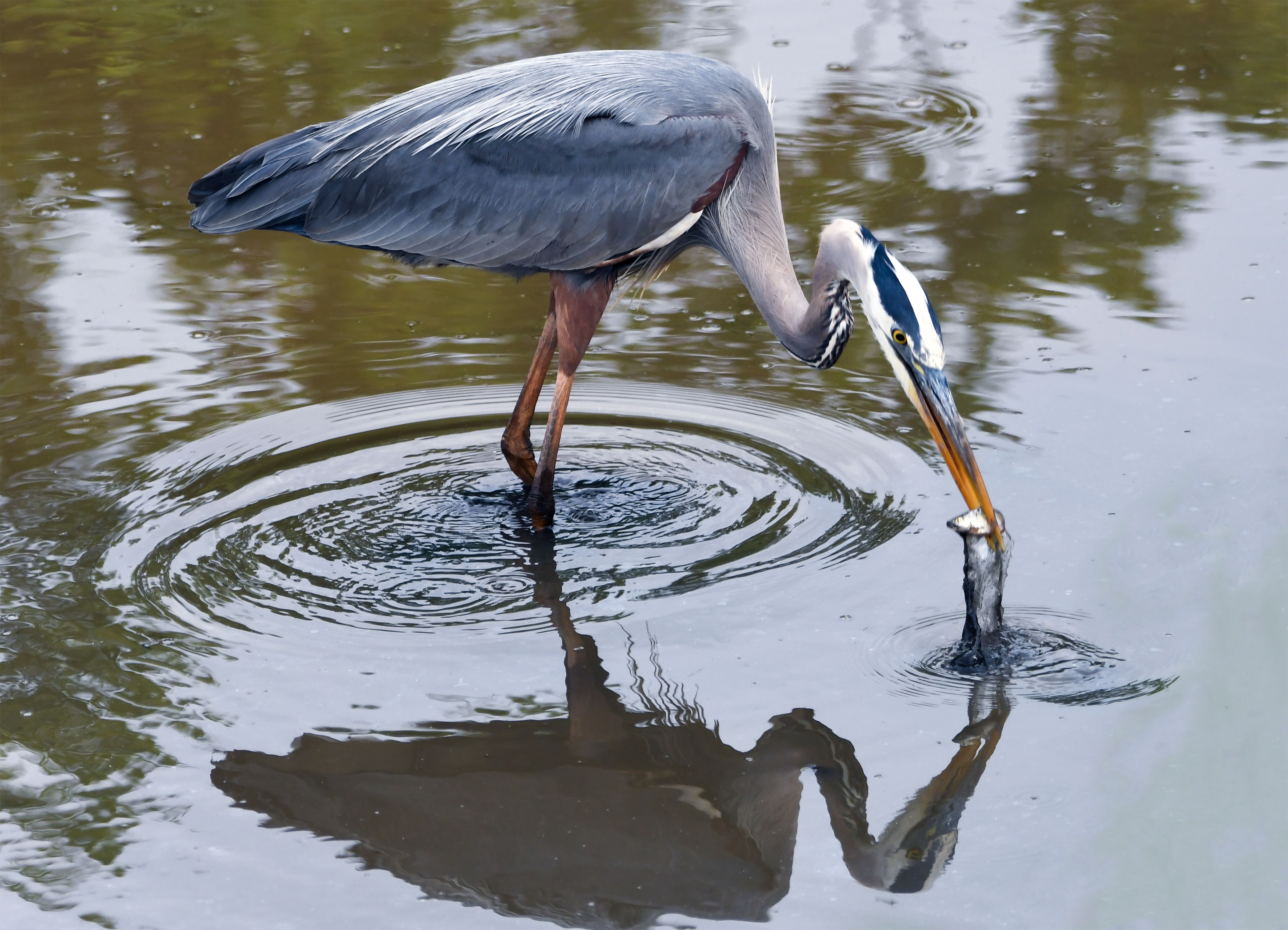 Heron's Lunch