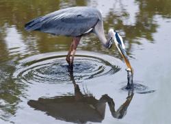Heron's Lunch