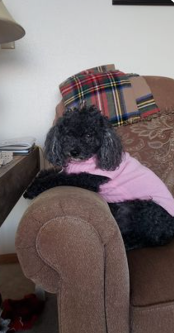 Domino helped owner Colleen Brandt Holen throughout colon cancer surgery.