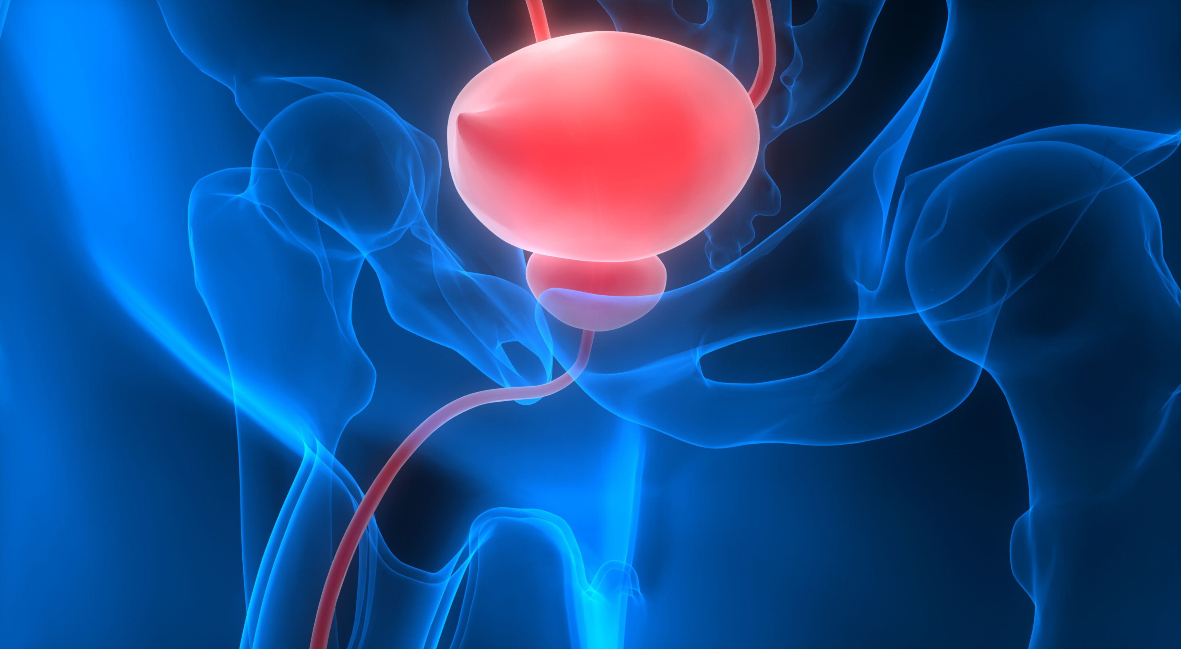 Illustration of bladder.