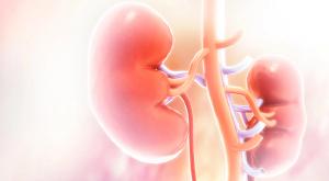 kidneys