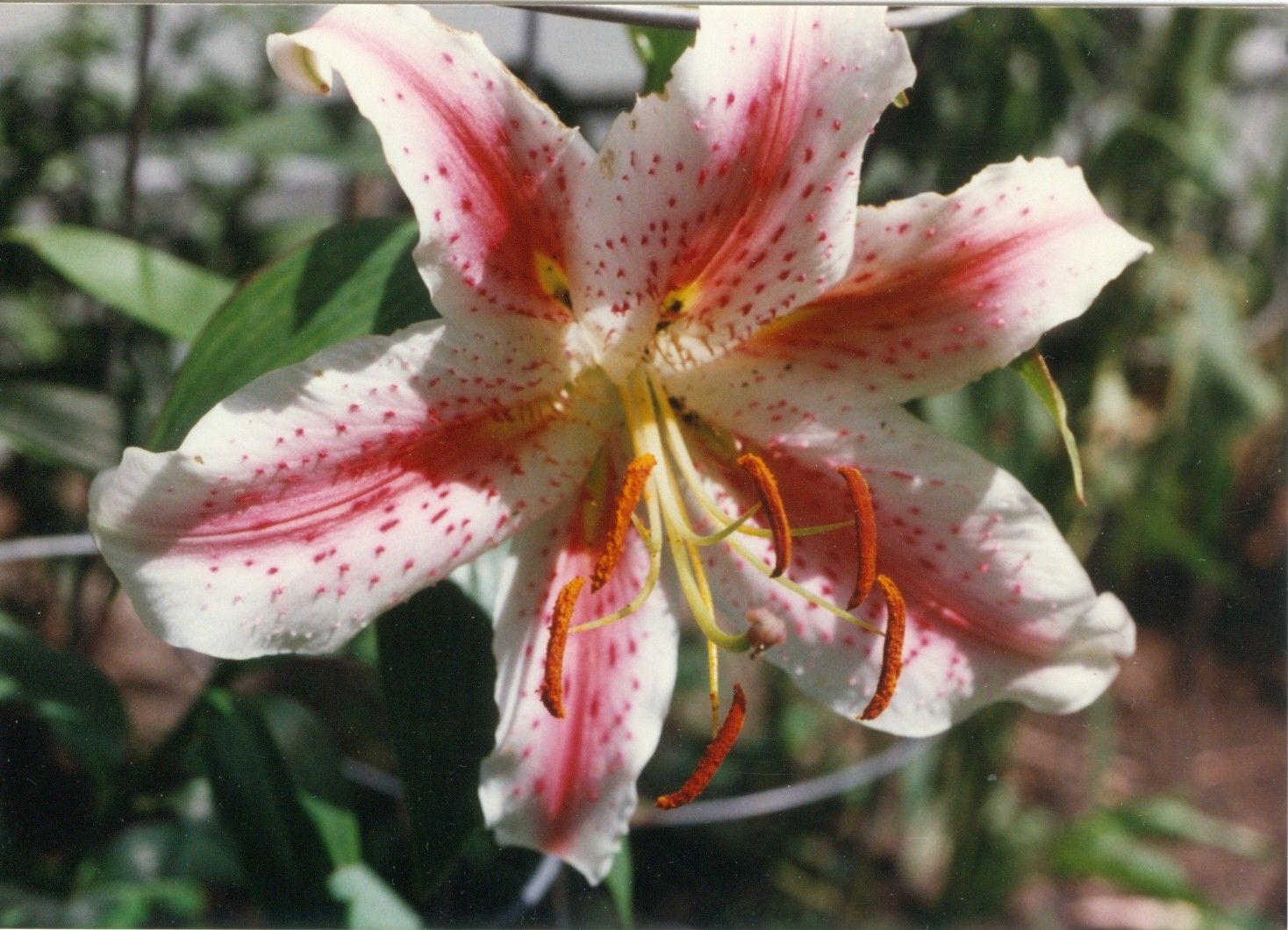Late Bloomer