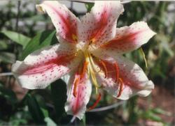 Late Bloomer