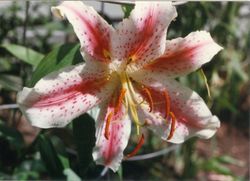 Late Bloomer