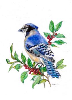 Blue Jay